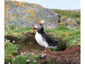 Kirkwall (Orkneys) - Lerwick (Shetland)