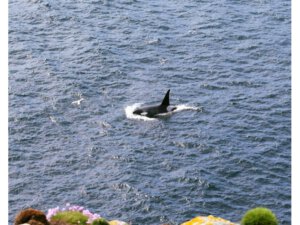 Kirkwall (Orkneys) - Lerwick (Shetland)