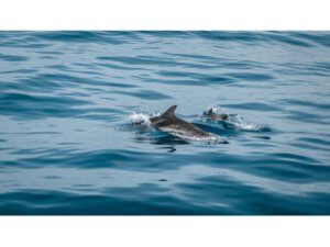 Camaret sur Mer/Brest (F) - Porto (P) 605 sm - Biscaya